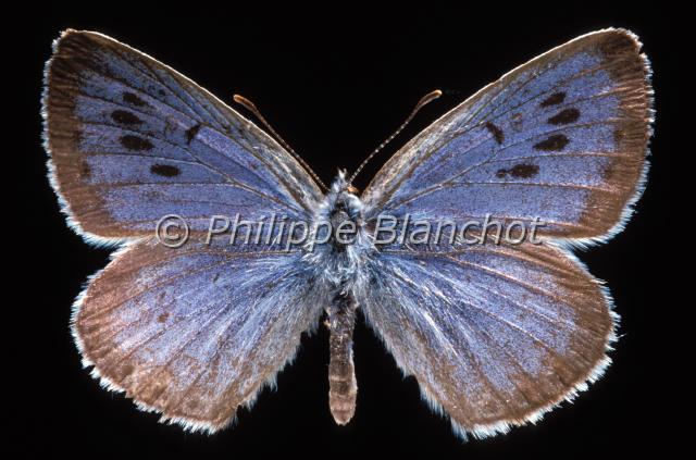 maculinea arion.JPG - Maculinea arionAzuré du SerpoletLarge BlueLepidoptera, LycaenidaePapillon protégé en France